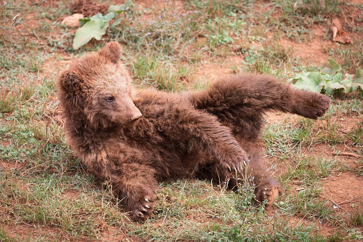 В Новосибирской области спасли медвежонка-девочку