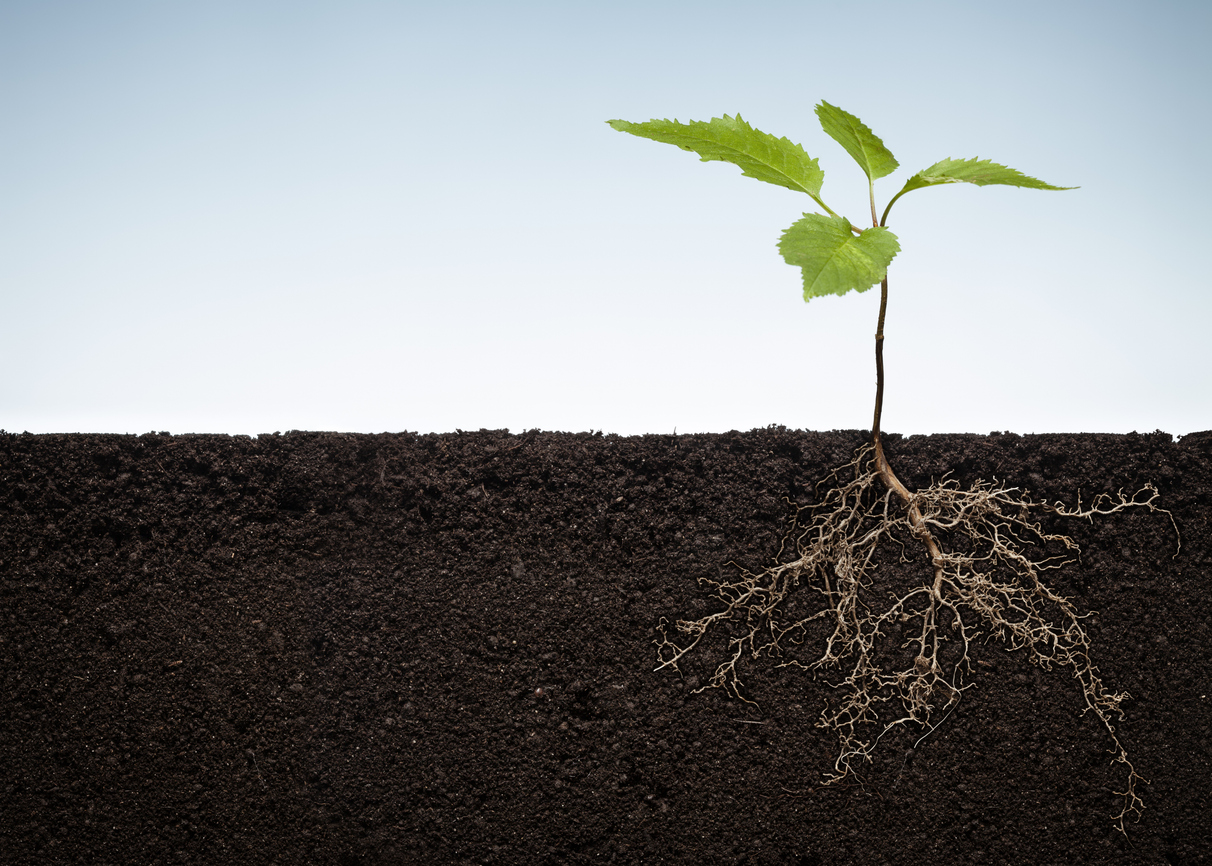 Растения научились выращивать микроорганизмы рядом со своими корнями в почве